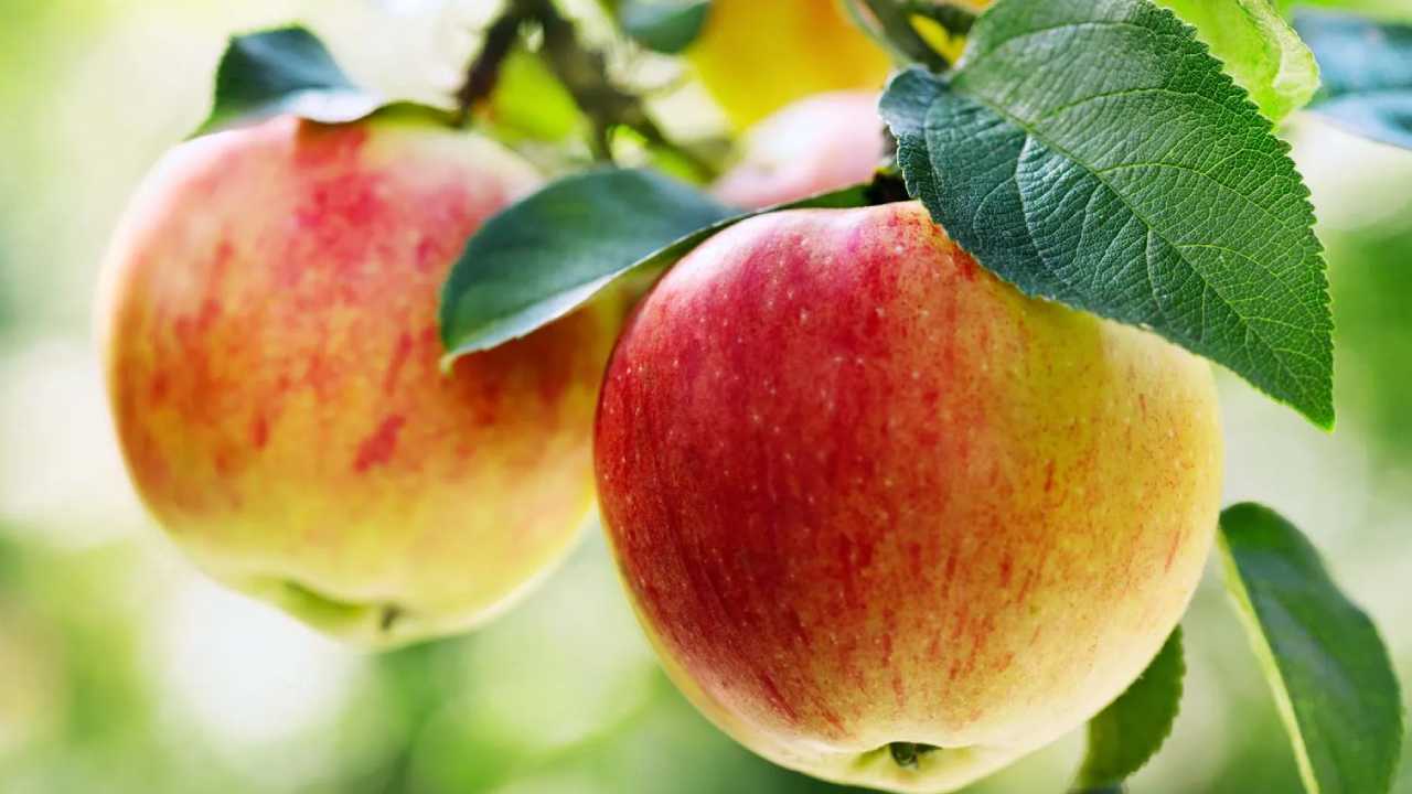 Fruits For Pregnent Women : ప్రెగ్నెంట్ మహిళలు తప్పనిసరిగా తినాల్సిన పండ్లు ఇవే