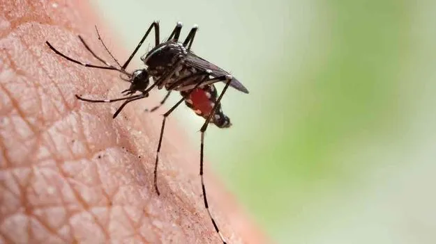 Chikungunya Threat: చికున్‌గున్యా ముప్పు