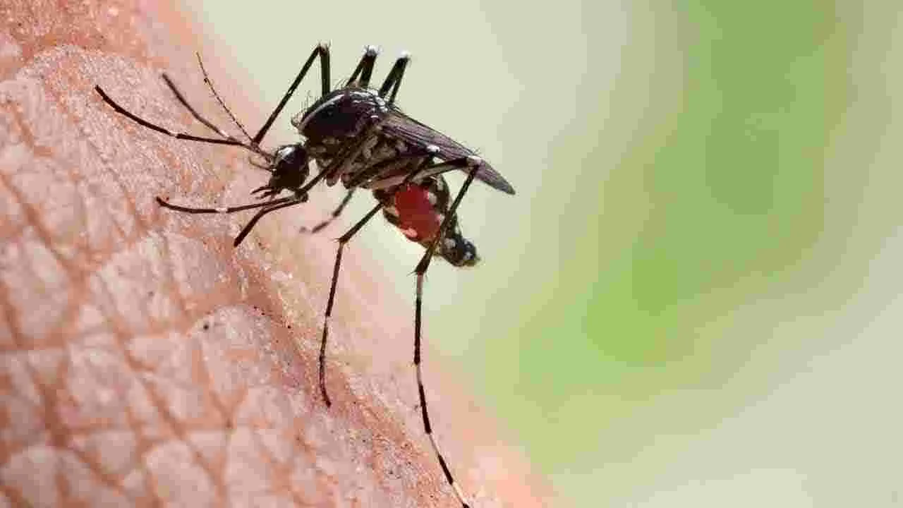 Chikungunya Threat: చికున్‌గున్యా ముప్పు