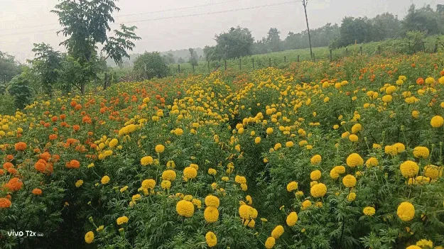 kumaram bheem asifabad- లాభాల పూ‘బంతి’