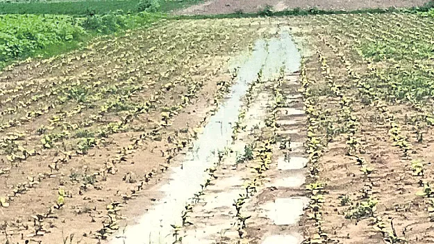 8,140 హెక్టార్లలో పంటలు నష్టం