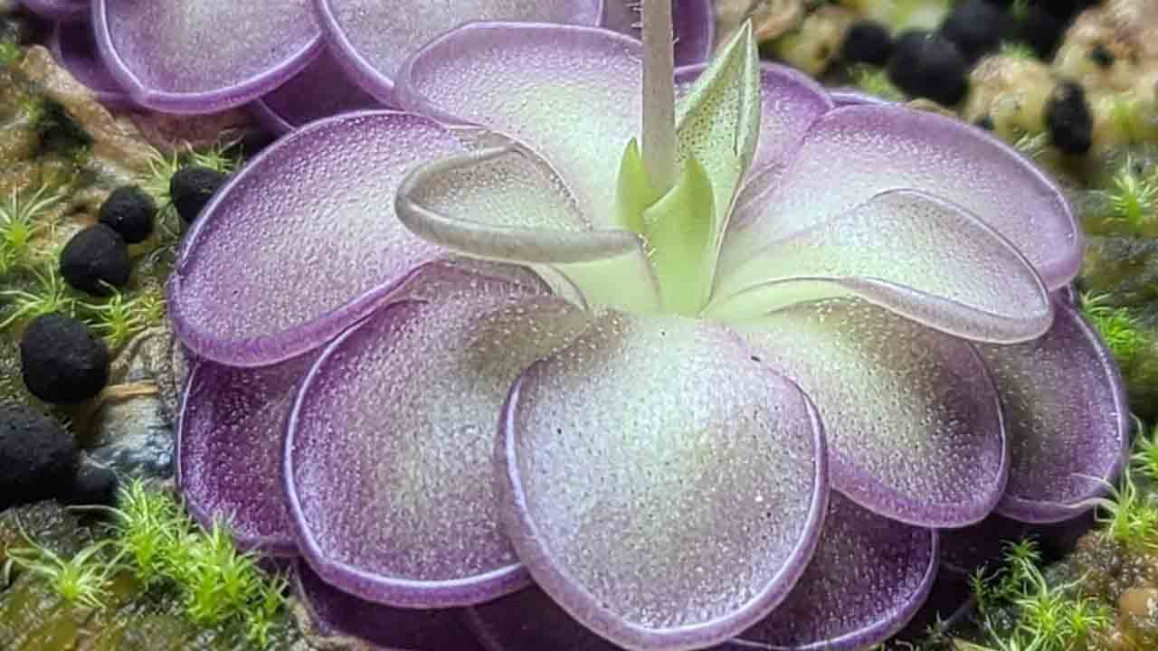 Carnivorous Plants: కీటకాలను బంధించి తినే ప్రత్యేకమైన మొక్కలు ఏవో తెలుసా..?