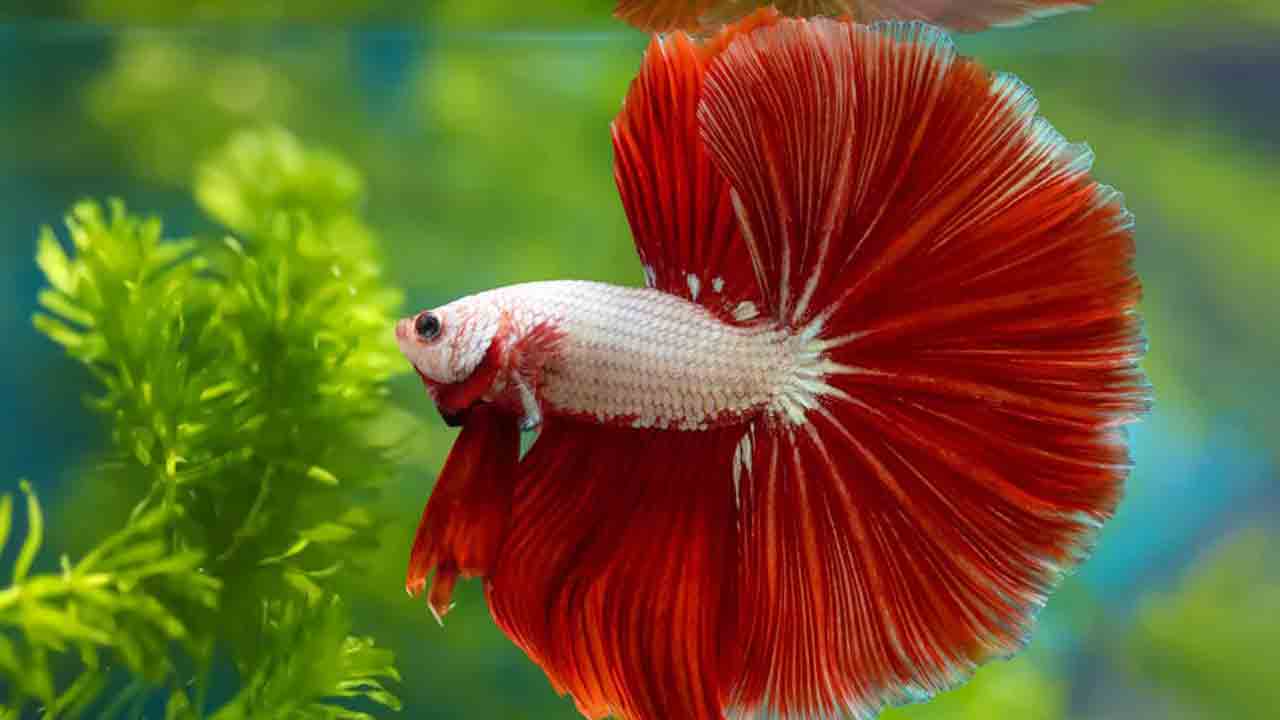 Betta Fish Types: మీ అక్వేరియం అందంగా కనిపించాలి అంటే.. ఈ చేపలు ఉండాలి
