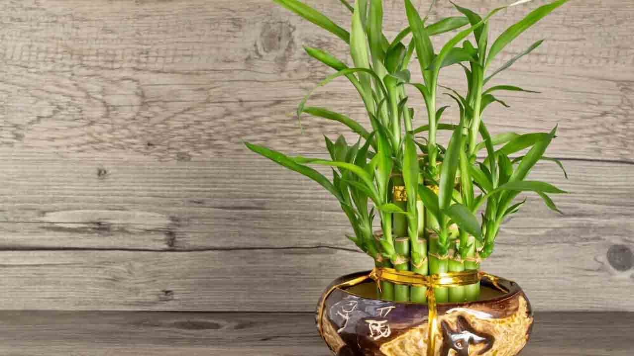 మీ ఇంటి గాలిని శుభ్రంగా ఉంచే ఆరు ఇంటి మొక్కలు ఏవో తెలుసా..?