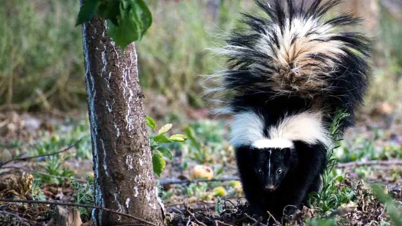 ప్రపంచంలో నలుపు, తెలుపు రంగులు కలిగిన జంతువులు ఎక్కువగా ఎక్కడ ఉంటాయో తెలుసా..?