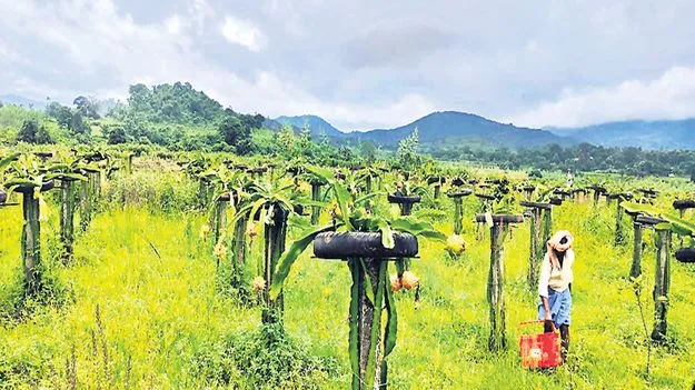 స్ట్రాబెర్రీ సాగుపై ఆసక్తి