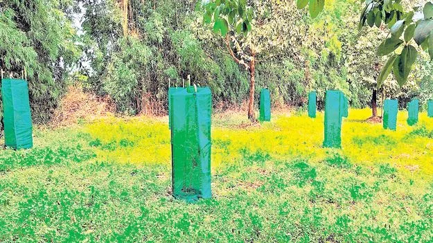 ఆశాజనకంగా అవకాడోపై పరిశోధనలు 