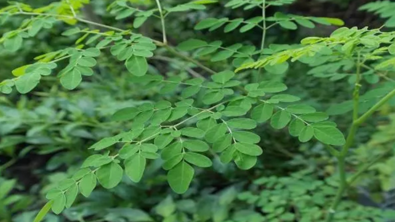 Cleanse Arteries: ధమనులను శుభ్రపరిచి రక్తప్రసరణను మెరుగుపరిచే ఫుడ్స్