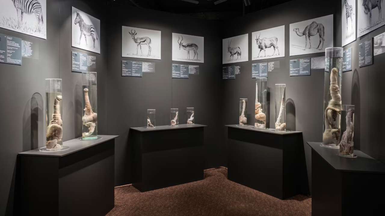 Unusual Museums: ప్రపంచంలోని ఈ వింత మ్యూజియాల గురించి తెలుసా