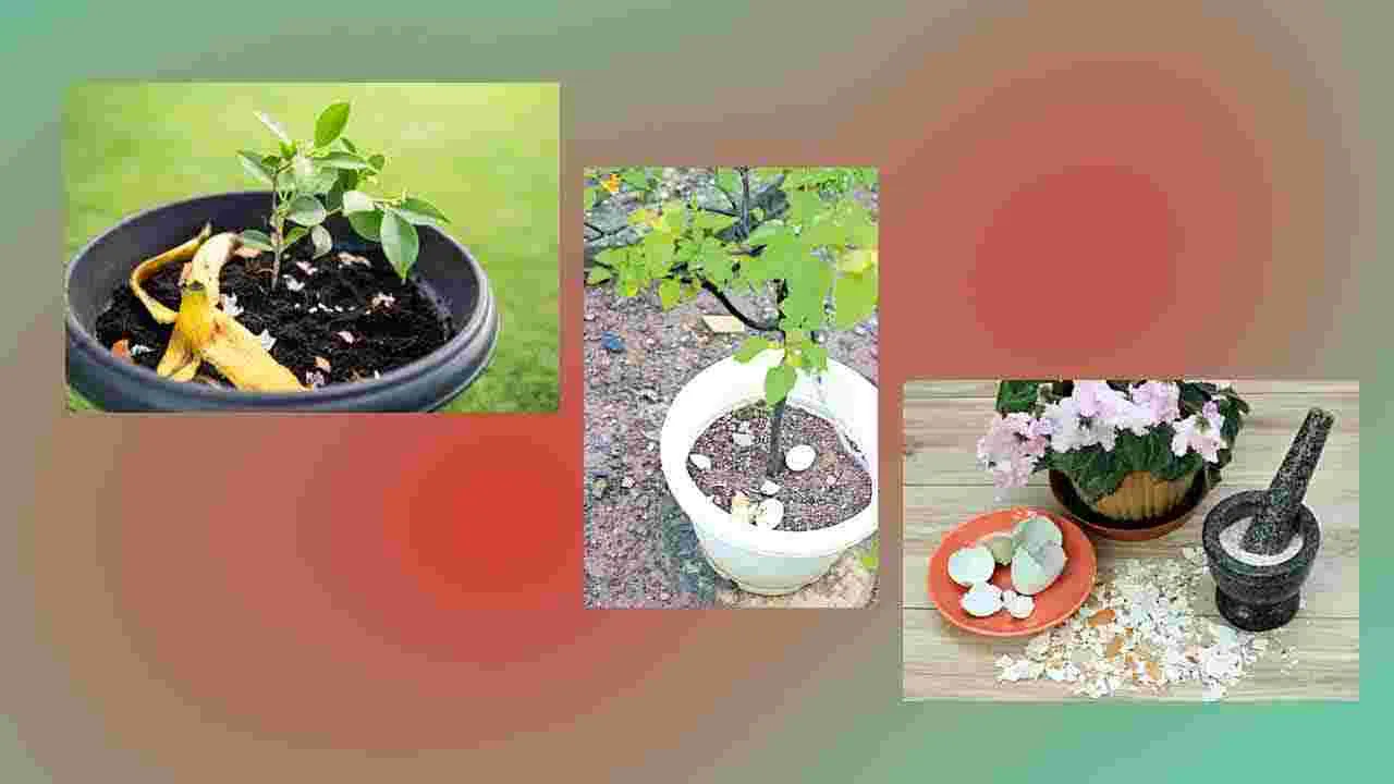 Kitchen Waste into Fertilizer: వంటింటి వ్యర్థాలే బలం