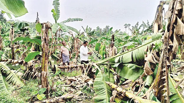 Damage caused by winds గాలులతోనే నష్టం