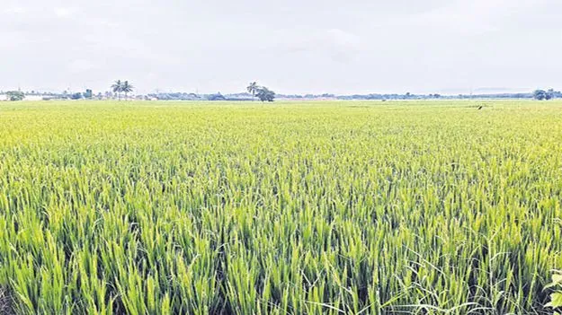 వర్షాలతో రైతుల్లో గుబులు