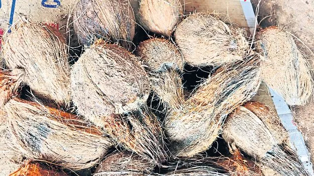 కొండెక్కిన కొబ్బరికాయల ధర 