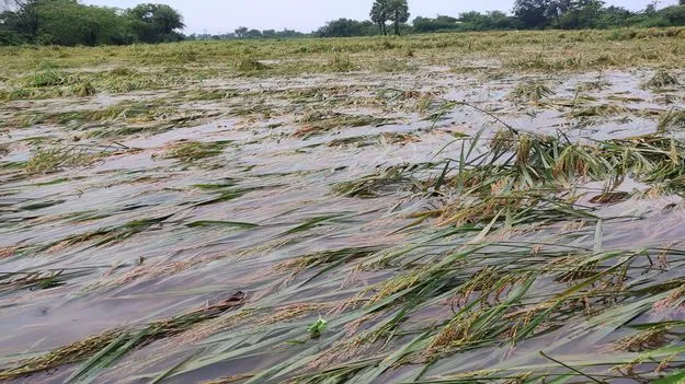 వర్షం... నష్టం