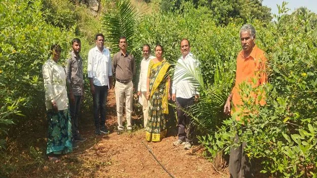 ఆయిల్‌ పామ్‌ సాగు లాభదాయకం