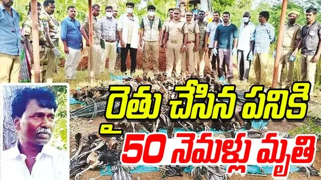 Tragedy in Tamil Nadu: తీవ్ర విషాదం..  రైతు చేసిన పనికి 50 నెమళ్లు మృతి