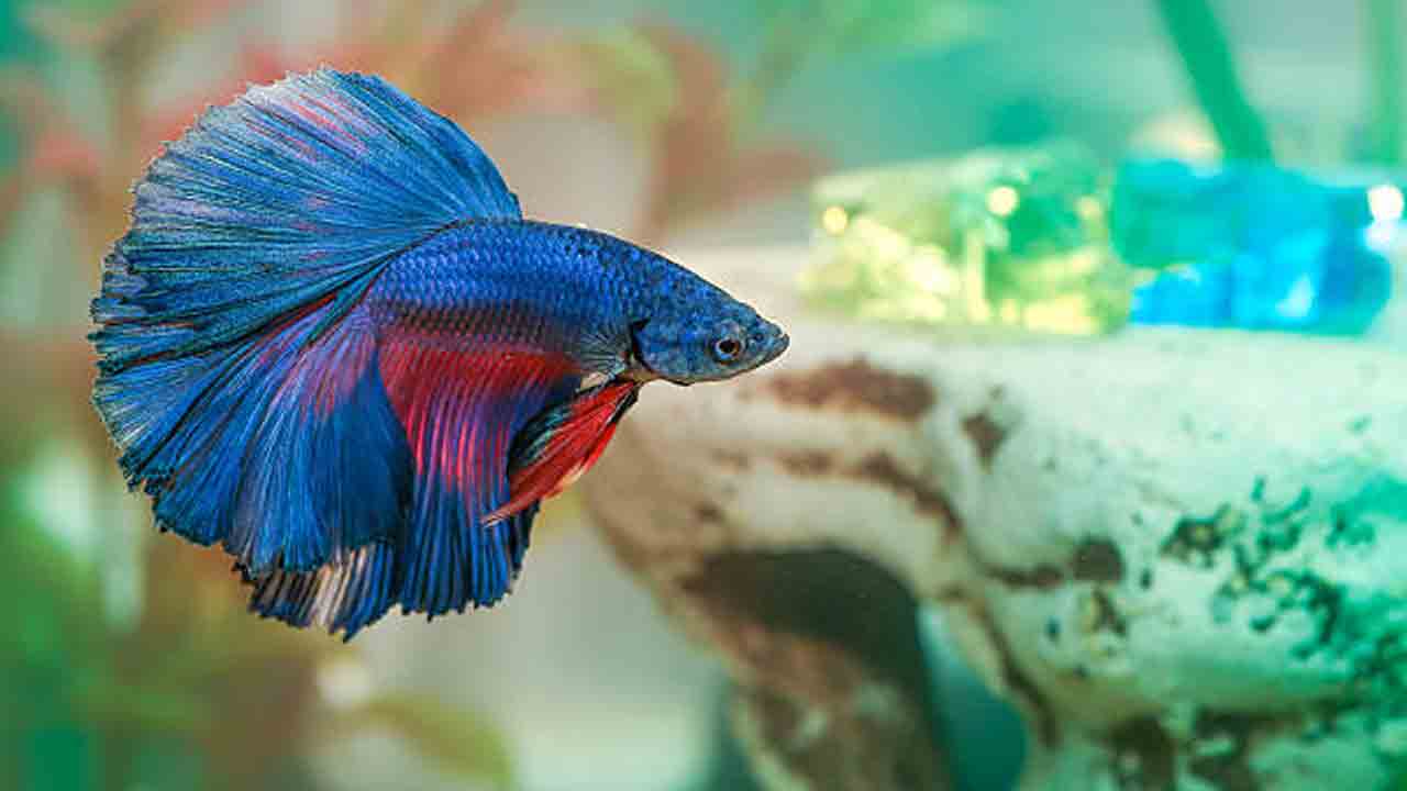 Betta Fish Types: మీ అక్వేరియం అందంగా కనిపించాలి అంటే.. ఈ చేపలు ఉండాలి