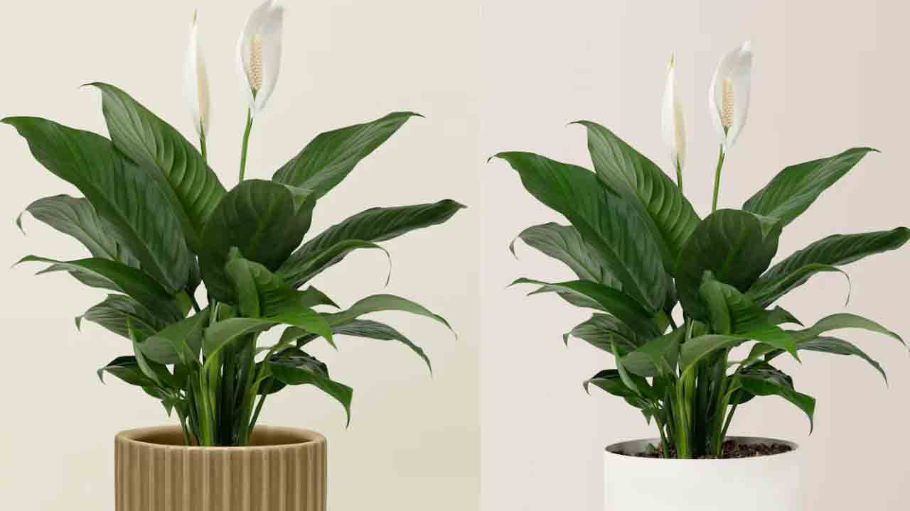 మీ ఇంటి గాలిని శుభ్రంగా ఉంచే ఆరు ఇంటి మొక్కలు ఏవో తెలుసా..?