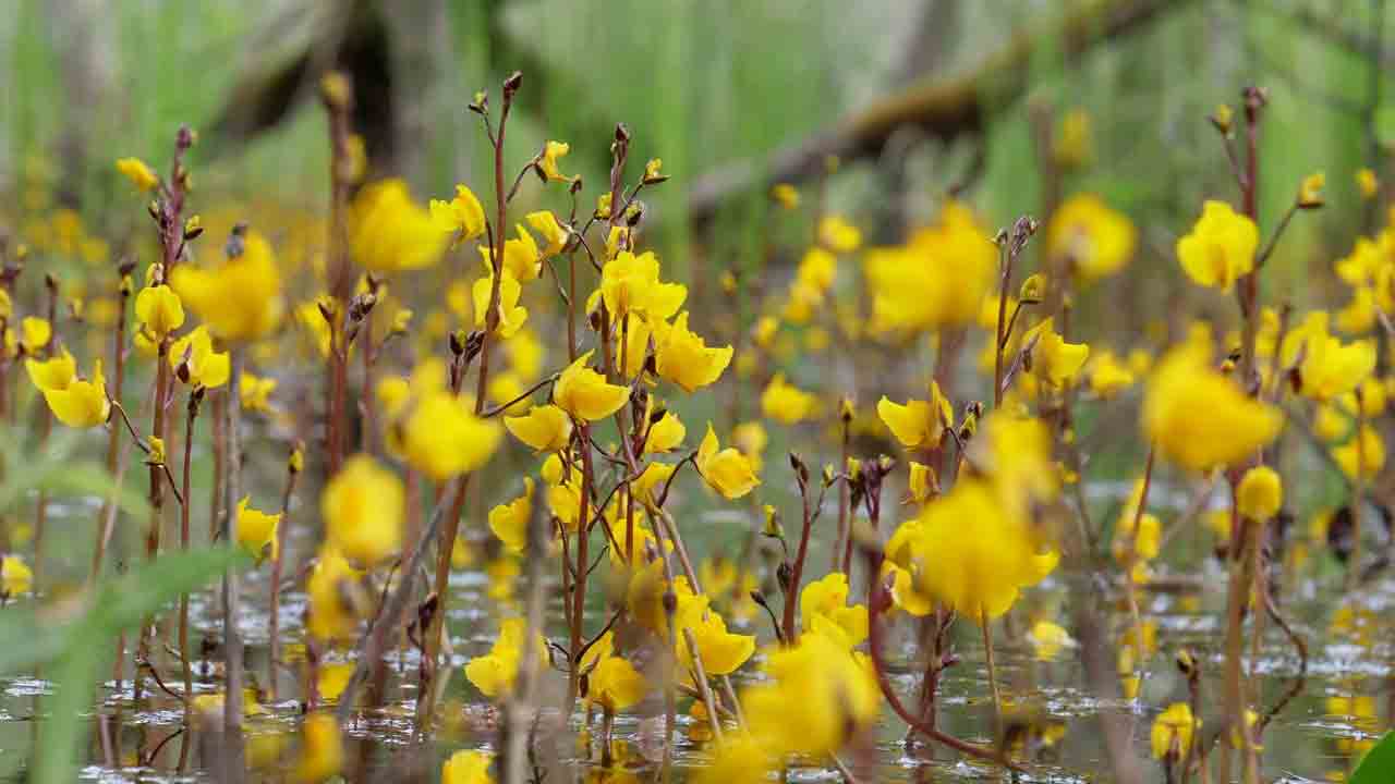 Carnivorous Plants: కీటకాలను బంధించి తినే ప్రత్యేకమైన మొక్కలు ఏవో తెలుసా..?