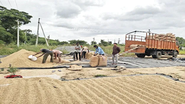 వరి కోతలు షురూ