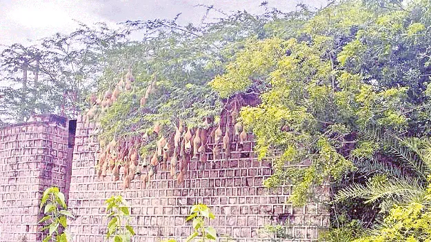 దీనస్థితిలో ముసి ఆయకట్టు