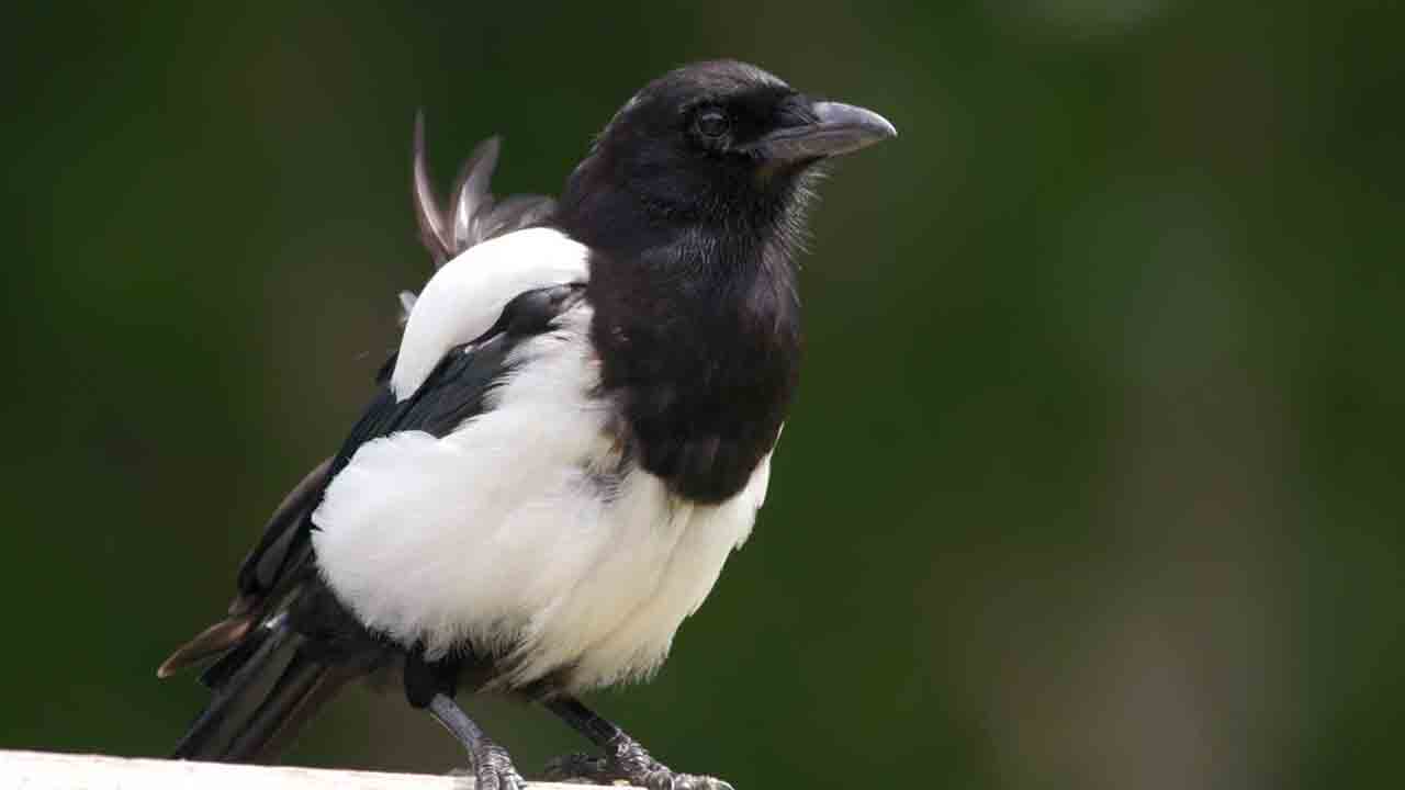 ప్రపంచంలో నలుపు, తెలుపు రంగులు కలిగిన జంతువులు ఎక్కువగా ఎక్కడ ఉంటాయో తెలుసా..?