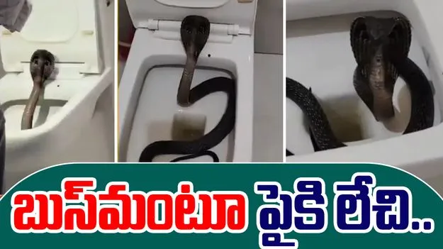 5 Foot Black Cobra:  టాయిలెట్ సీటులో నల్ల త్రాచు.. చూడకపోయి ఉంటే ప్రాణాలు పోయేవి..