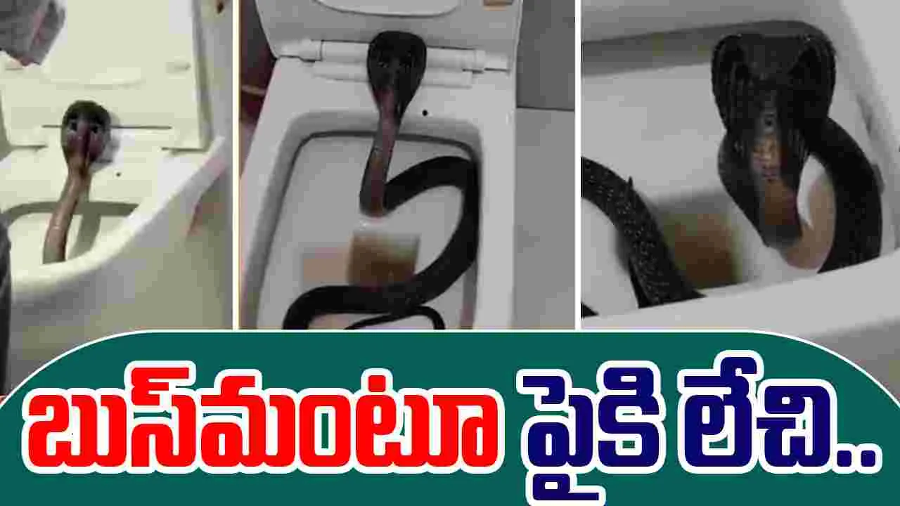 5 Foot Black Cobra:  టాయిలెట్ సీటులో నల్ల త్రాచు.. చూడకపోయి ఉంటే ప్రాణాలు పోయేవి..
