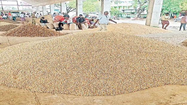 మొక్కజొన్న ధర పతనం