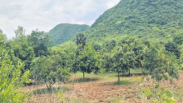 సందిగ్ధంలో సాగుదారులు