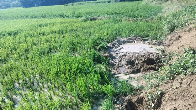 పంటలపై ఆగని ‘గజ’దాడులు