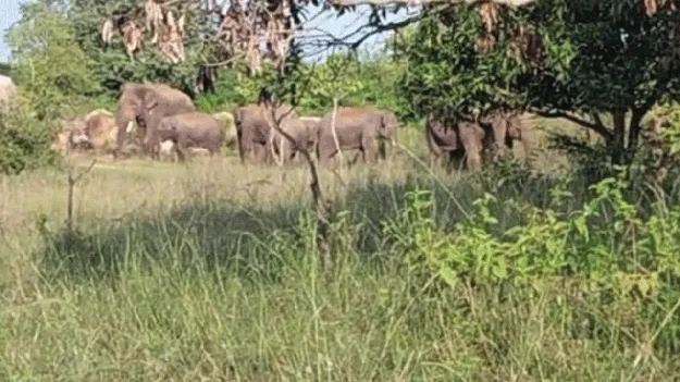 బాలిరెడ్డిగారిపల్లి వద్ద 16 ఏనుగుల హల్‌చల్‌ 
