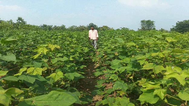 kumaram bheem asifabad- కట్టలపై విత్తి.. సాగుకు సం‘పత్తి’  