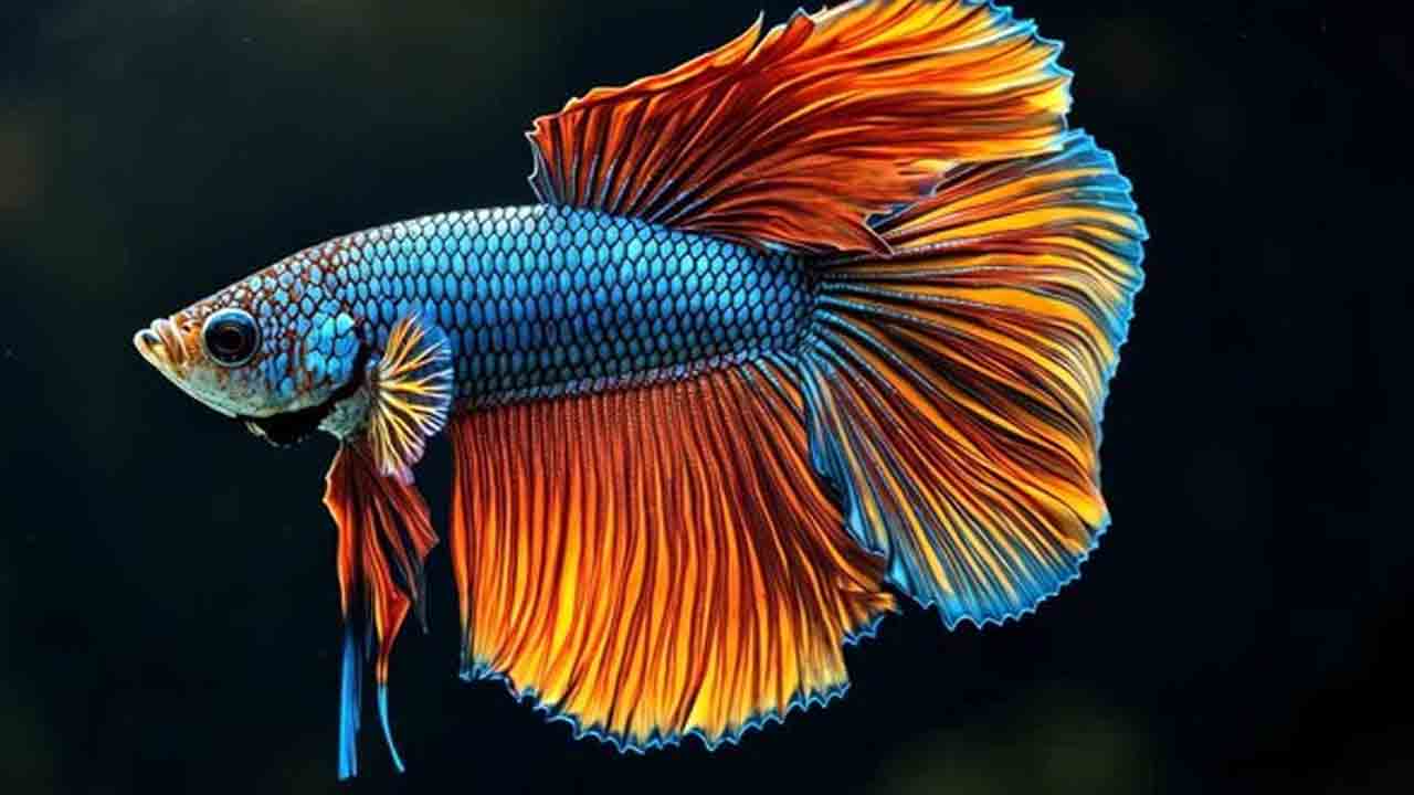 Betta Fish Types: మీ అక్వేరియం అందంగా కనిపించాలి అంటే.. ఈ చేపలు ఉండాలి