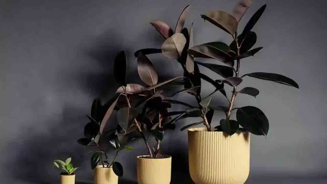 మీ ఇంటి గాలిని శుభ్రంగా ఉంచే ఆరు ఇంటి మొక్కలు ఏవో తెలుసా..?
