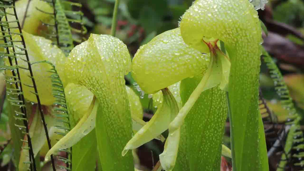 Carnivorous Plants: కీటకాలను బంధించి తినే ప్రత్యేకమైన మొక్కలు ఏవో తెలుసా..?