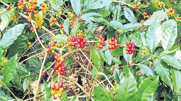 కాఫీ ధరలు ప్రకటించడంలో జాప్యమేల?