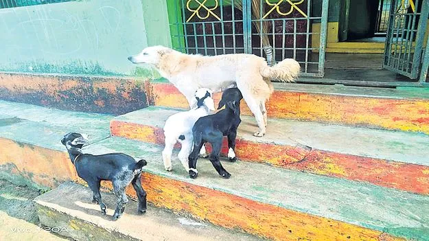 జాతి వైరం మరచి..