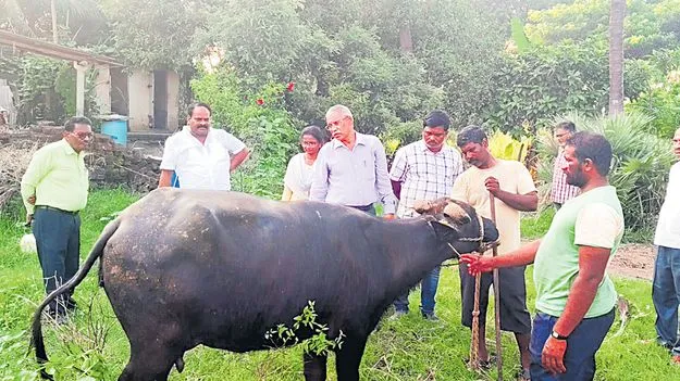 పెద్దేవంలో ఆగని గేదెల మృత్యుఘోష