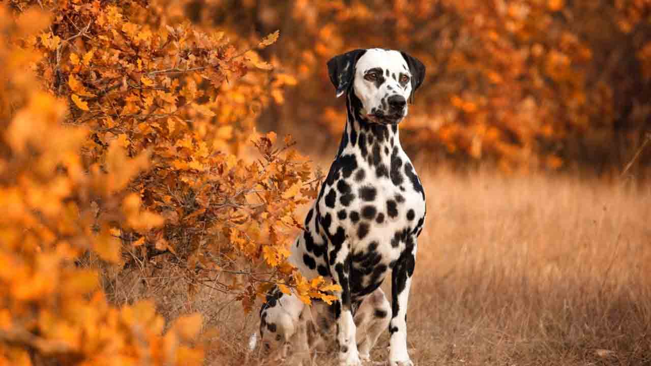 ప్రపంచంలో నలుపు, తెలుపు రంగులు కలిగిన జంతువులు ఎక్కువగా ఎక్కడ ఉంటాయో తెలుసా..?