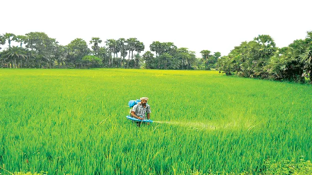 వరికి తెగుళ్ల పంజా 