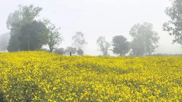 మంచు కురిసే... వలిసె విరిసే.. 