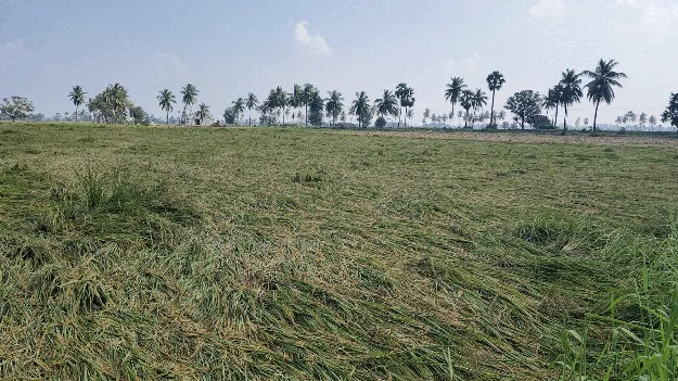 రైతుకు కోత కష్టాలు
