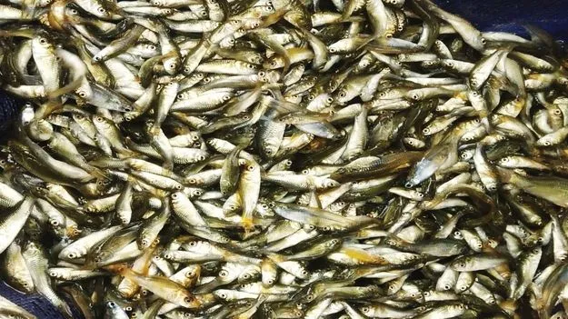 చేపపిల్లల పంపిణీకి రంగం సిద్ధం