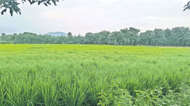 ధాన్యం కొనుగోళ్లకు ముందస్తు ప్రణాళిక