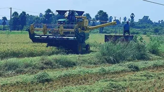 ముమ్మరంగా వరి కోతలు