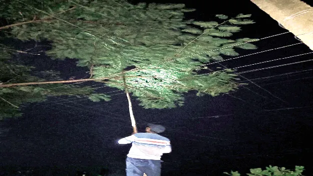 చెట్లు కూలడంతో విద్యుత్‌ సరఫరాకు అంతరాయం