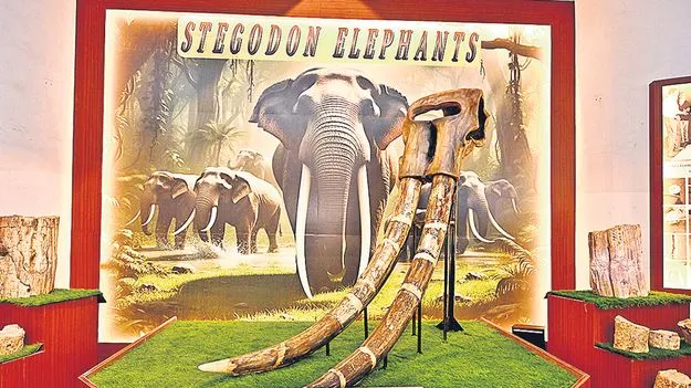 Birla Museum: బిర్లా మ్యూజియంలో స్టెగోడాన్‌ జాతి ఏనుగు దంతాల ప్రదర్శన