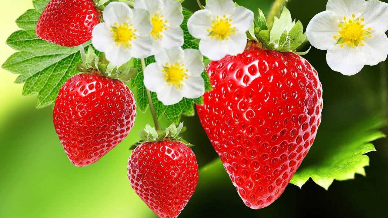 Fruits For Pregnent Women : ప్రెగ్నెంట్ మహిళలు తప్పనిసరిగా తినాల్సిన పండ్లు ఇవే