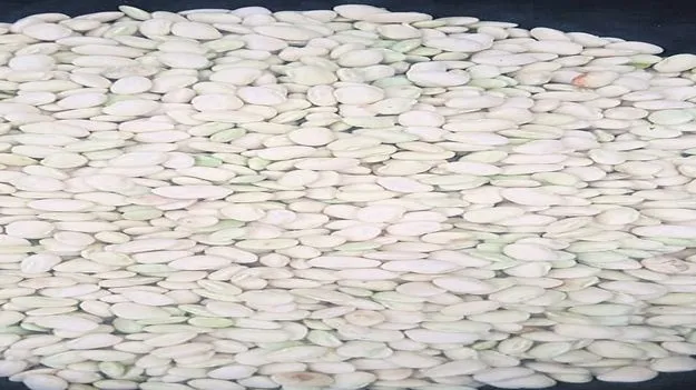 బస్తరు పిక్కలకు గిరాకీ